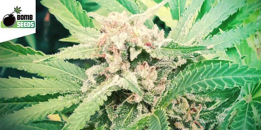 What Are The Best Hybrid Cannabis Strains? Zamnesia's Top 10 List ...